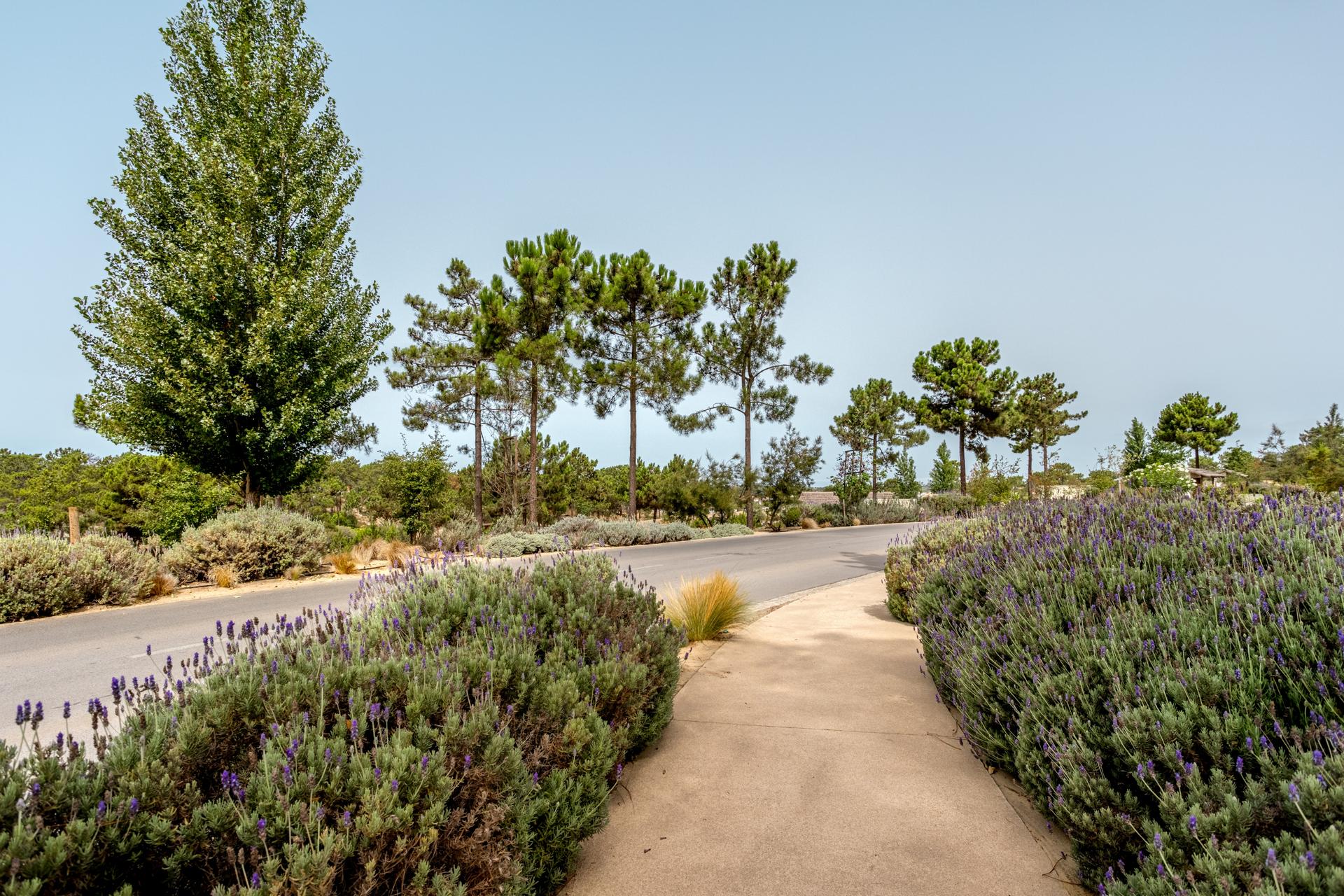 Land in Grândola (81010) — photograph 2