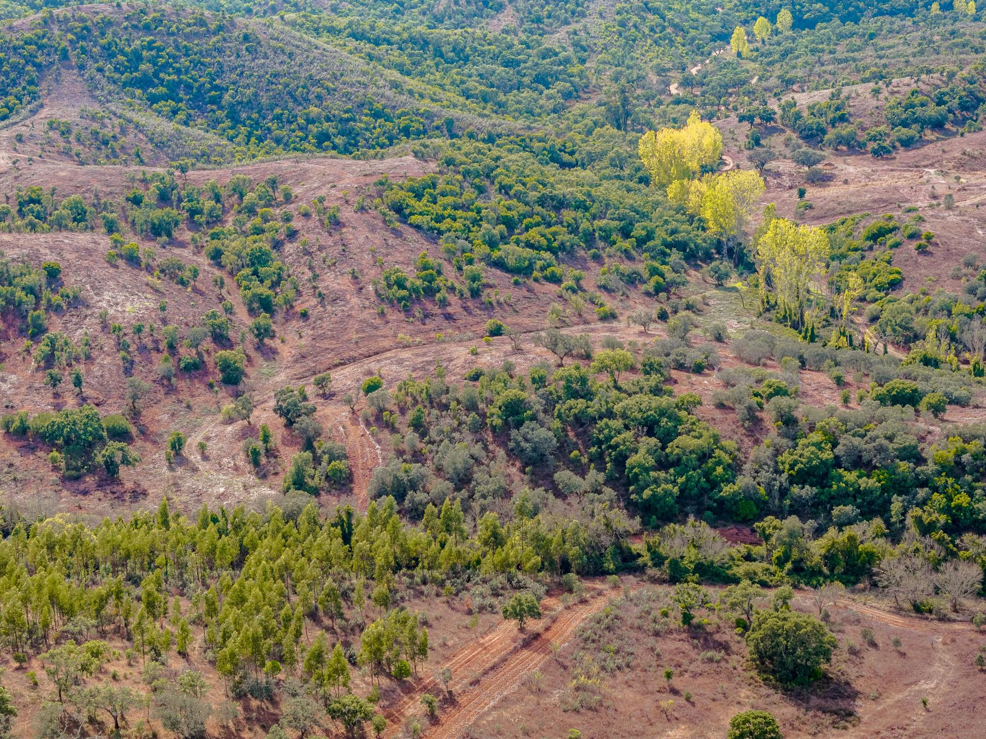 Land in Grândola (83939) — photograph 2